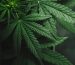 medical marijuana blog img 4